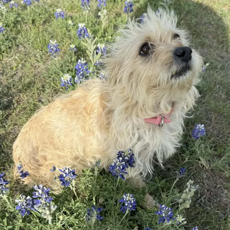 Priscilla thumbnail 2