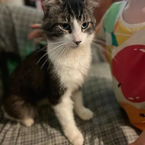 A baby large-sized male Brown / Chocolate Domestic Short Hair cat named AOSCStray Zak the Cat for adoption in Shelbyville, IN