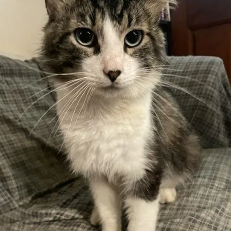 AOSCStray Zak the Cat thumbnail 2