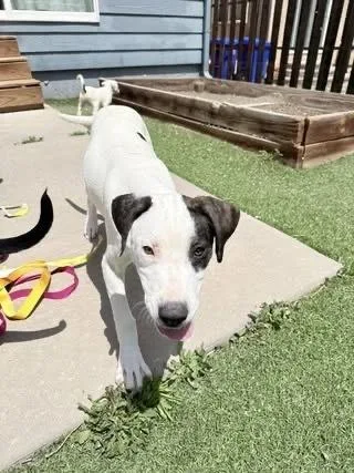 A baby medium-sized female Tricolor (Brown, Black, & White) Labrador Retriever dog named Lexie for adoption in Colorado Springs, CO