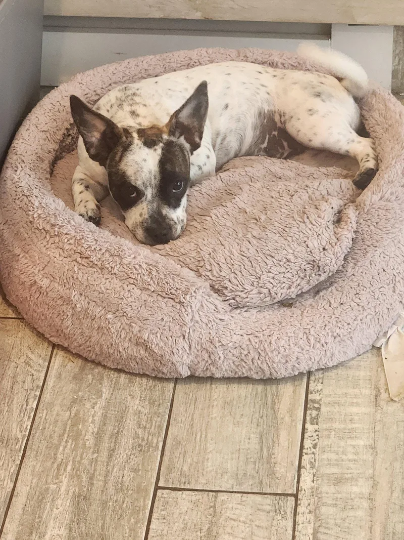 A baby small-sized female Bicolor French Bulldog dog named Nana for adoption in Fort Lauderdale, FL