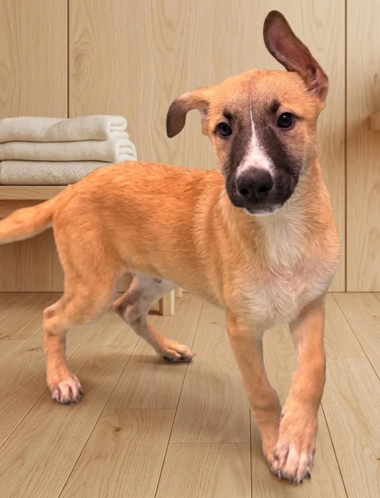 A baby medium-sized male Shepherd dog named Caius for adoption in North Prairie, WI