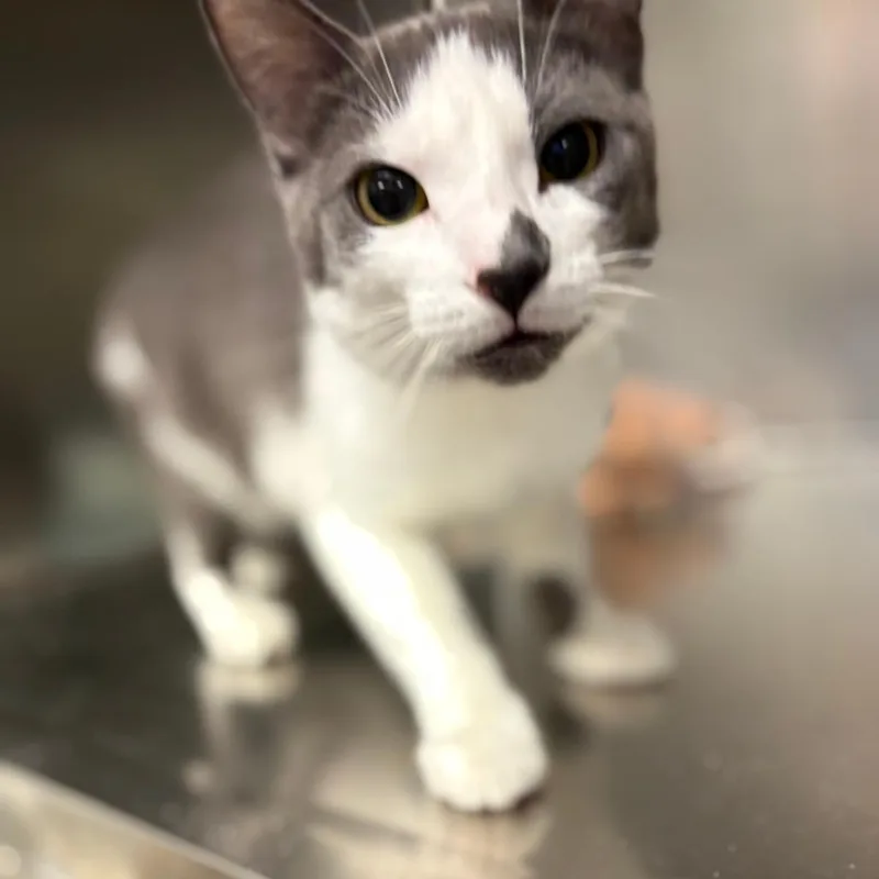 An adult medium-sized female Gray / Blue / Silver Domestic Short Hair cat named Pb for adoption in Tulsa, OK