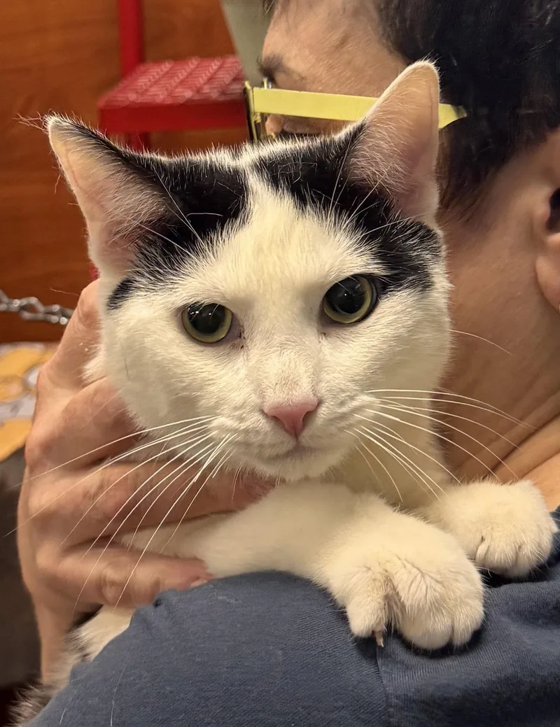 An adult medium-sized male Black & White / Tuxedo Domestic Short Hair cat named Butter Bean for adoption in Brooklyn, NY