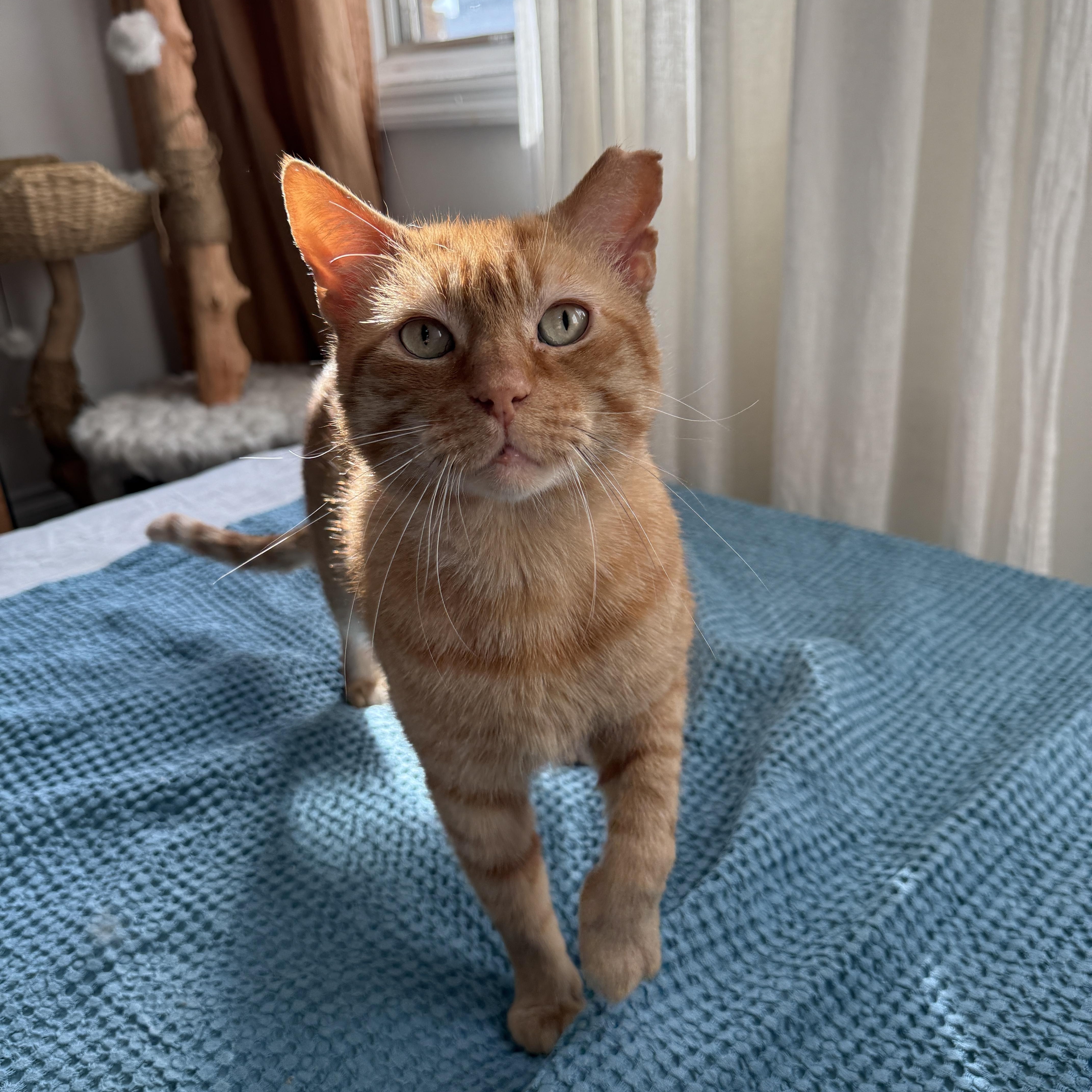 Big Orangie thumbnail 2