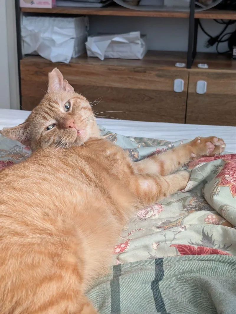 Big Orangie thumbnail 3