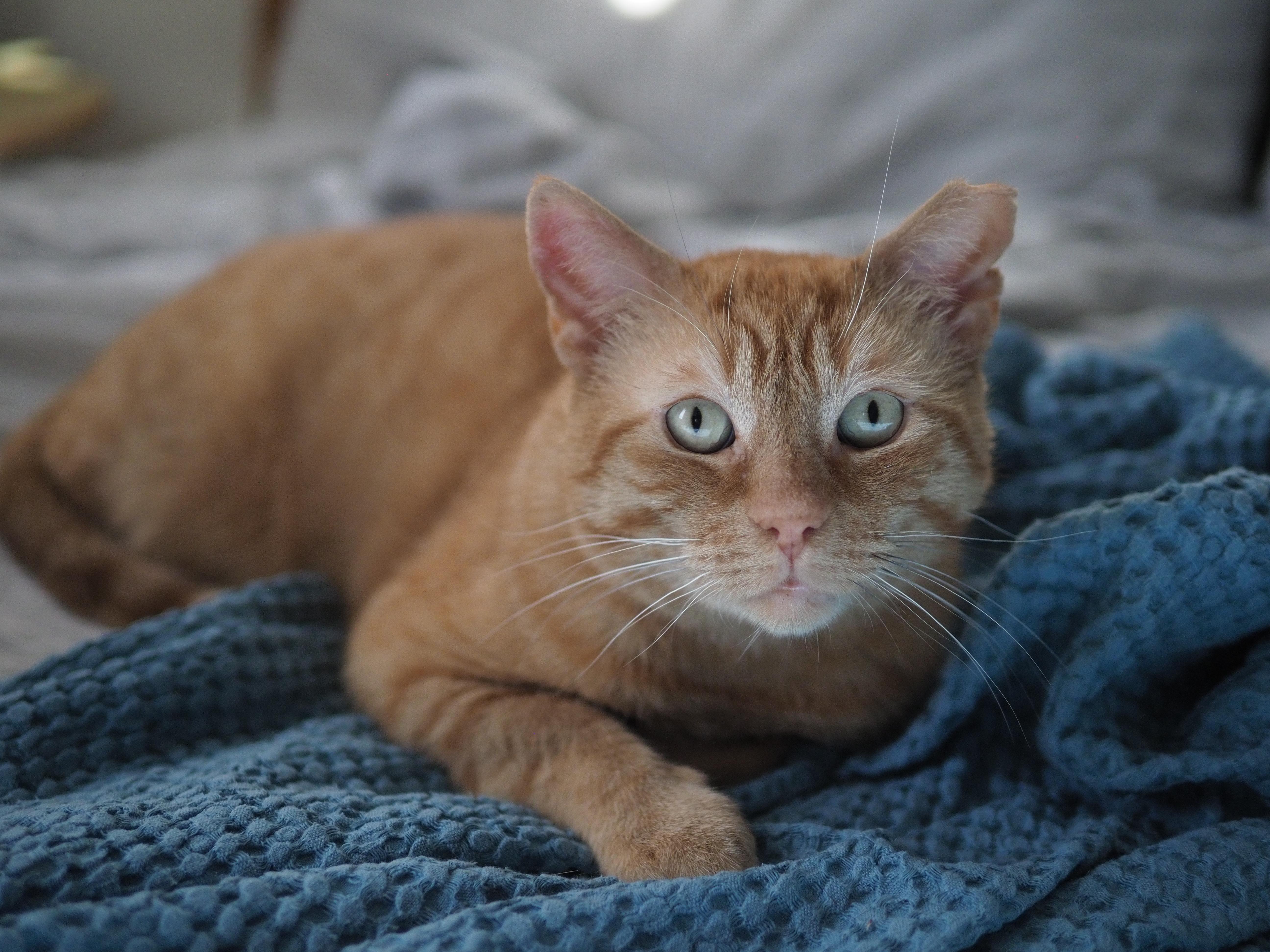 Big Orangie thumbnail 4