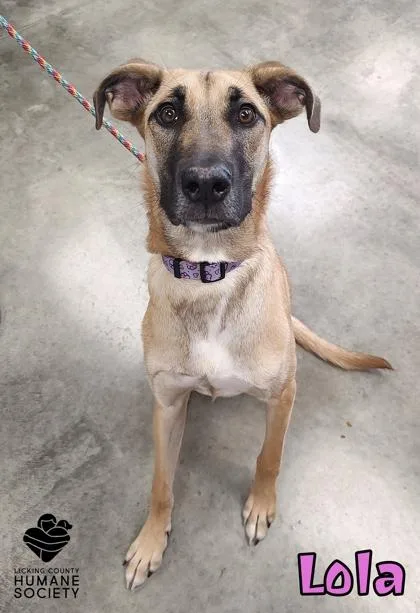 A baby small-sized female Great Dane dog named Lola for adoption in Heath, OH