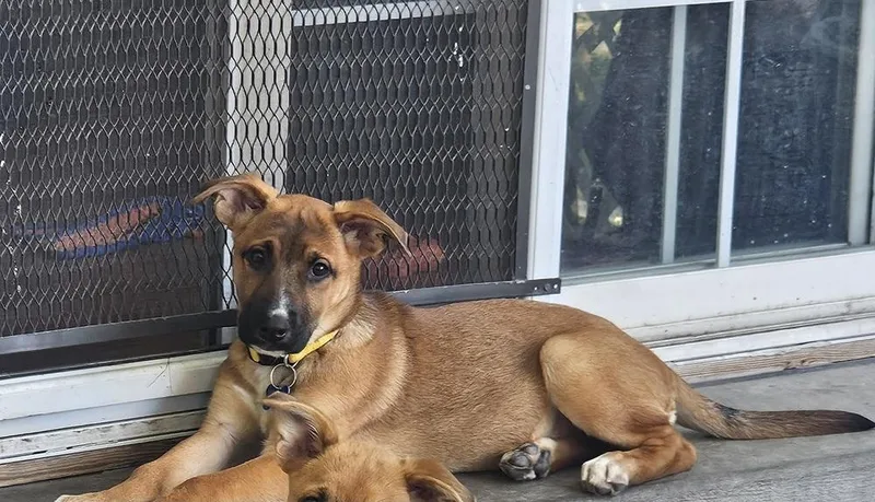 A baby medium-sized female Shepherd dog named Trina for adoption in Thornton, CO