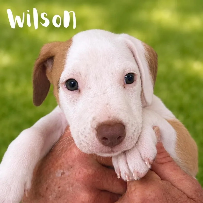 A baby medium-sized male Pit Bull Terrier dog named Wilson for adoption in Saint Petersburg, FL