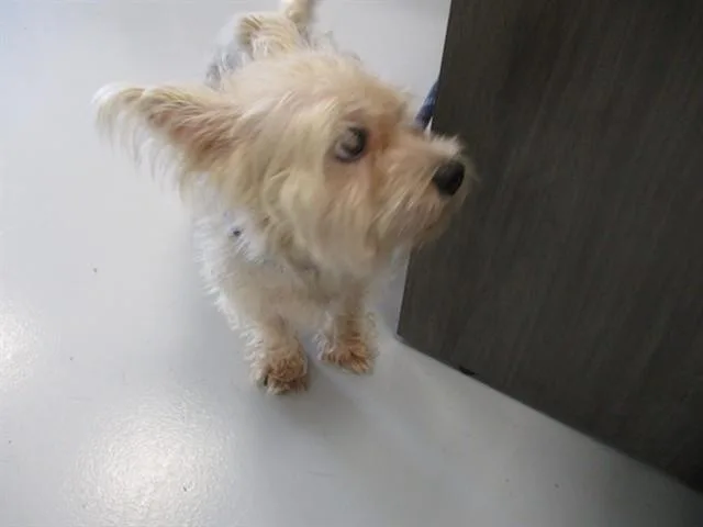 An adult small-sized male Yorkshire Terrier dog named A for adoption in Ocala, FL