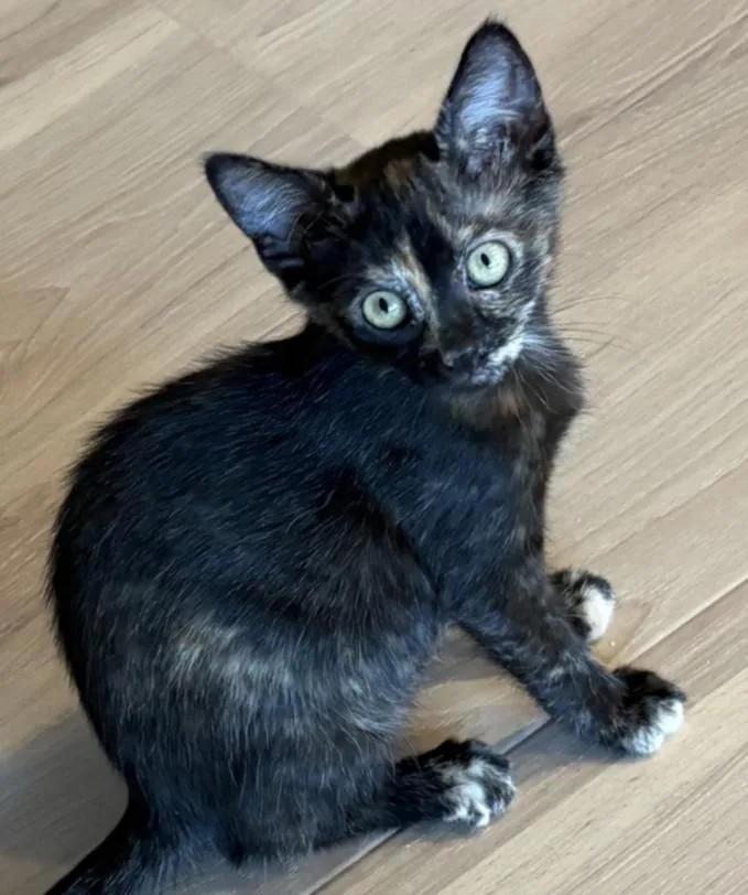 A baby small-sized female Domestic Short Hair cat named Temu for adoption in Los Angeles, CA