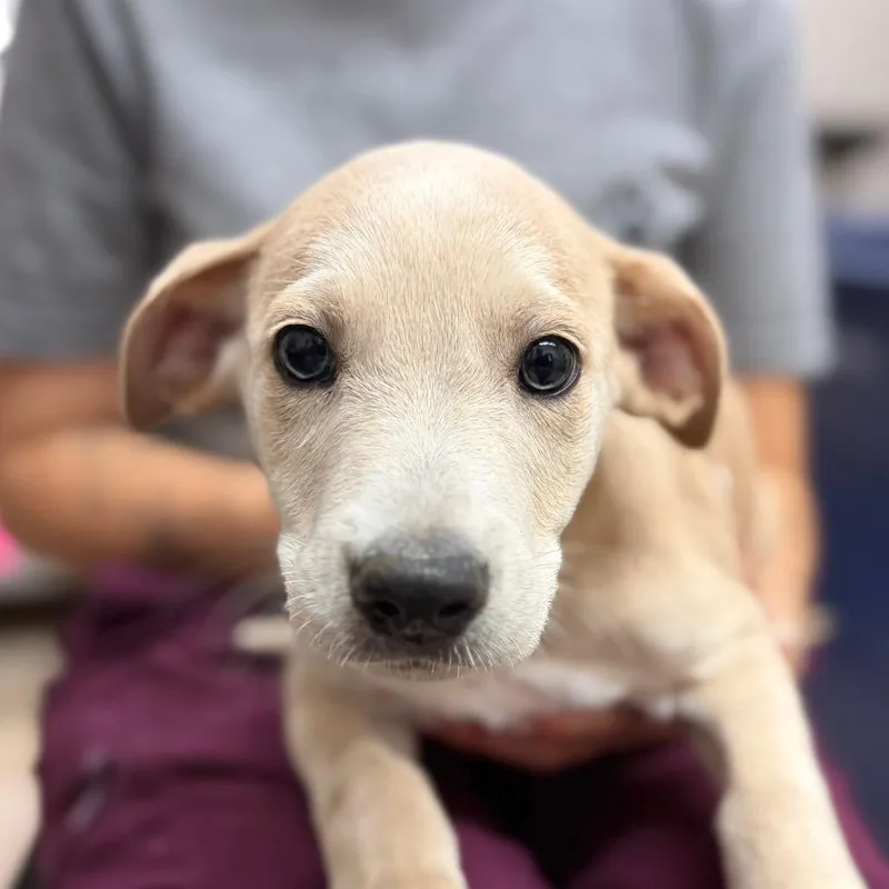 A baby small-sized male Yellow / Tan / Blond / Fawn Mixed Breed dog named Hippo for adoption in Ardmore, OK