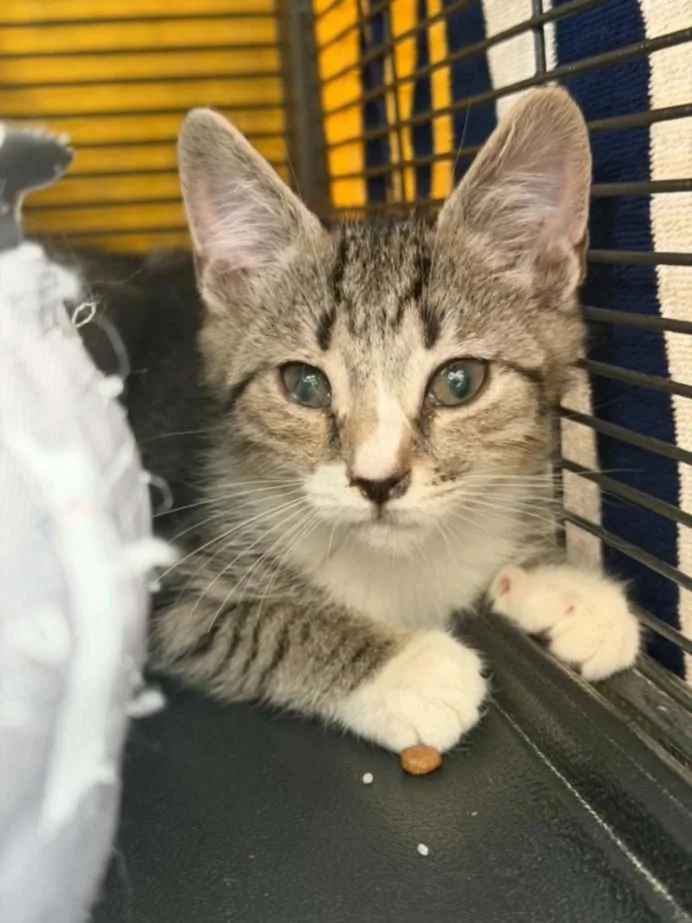 A baby small-sized male Domestic Short Hair cat named Cormorant for adoption in Hagerstown, MD