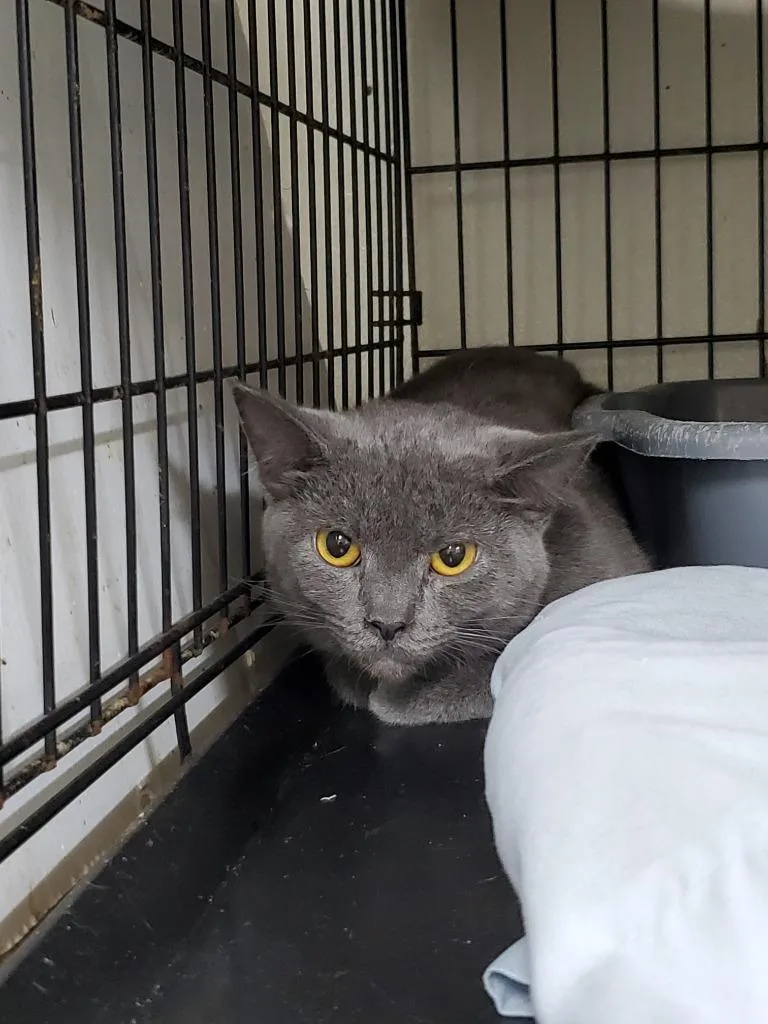 A young medium-sized female Domestic Short Hair cat named Athena for adoption in Philippi, WV