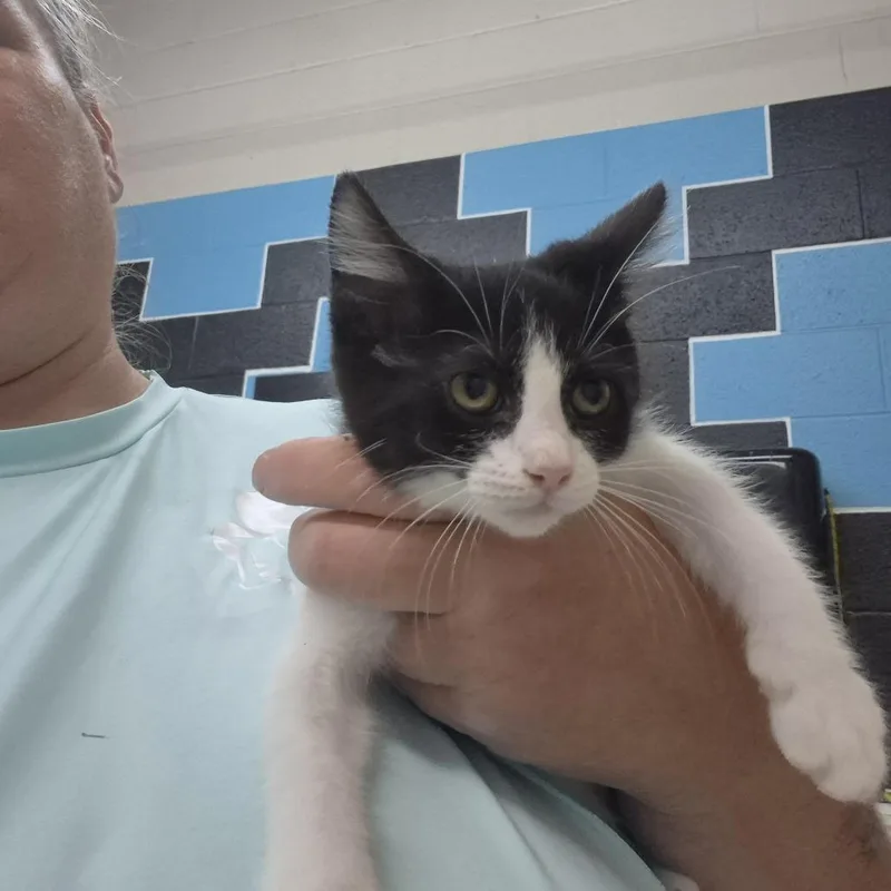 A baby small-sized female Black Domestic Short Hair cat named Oakley for adoption in Ardmore, OK