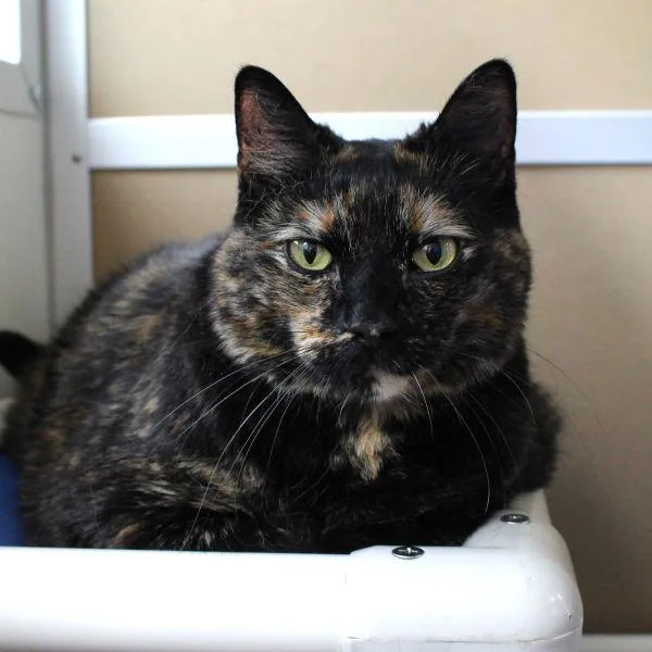 An adult large-sized female Domestic Short Hair cat named Zina for adoption in Des Moines, IA