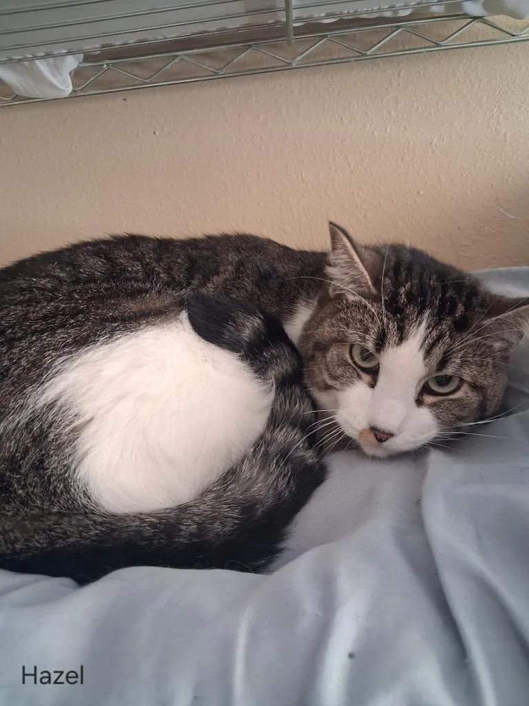 A young small-sized female Domestic Short Hair cat named Hazel for adoption in Hot Springs, SD