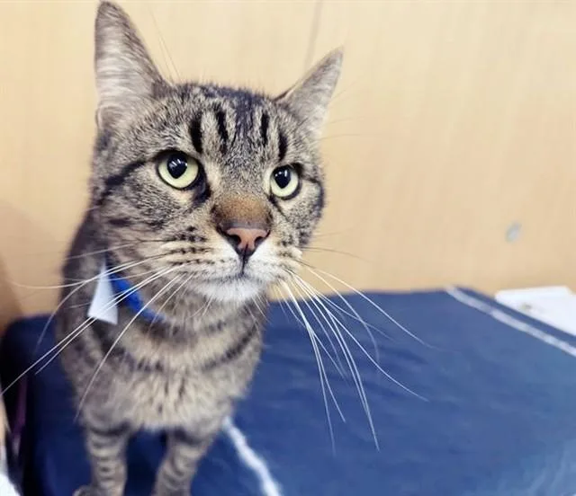 A young small-sized male Domestic Short Hair cat named Sweet for adoption in Saint Louis, MO
