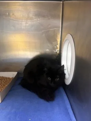 A young large-sized female Black Domestic Long Hair cat named 61397727 for adoption in El Paso, TX
