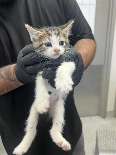 A baby small-sized male Domestic Short Hair cat named Cuddles for adoption in Pasadena, TX