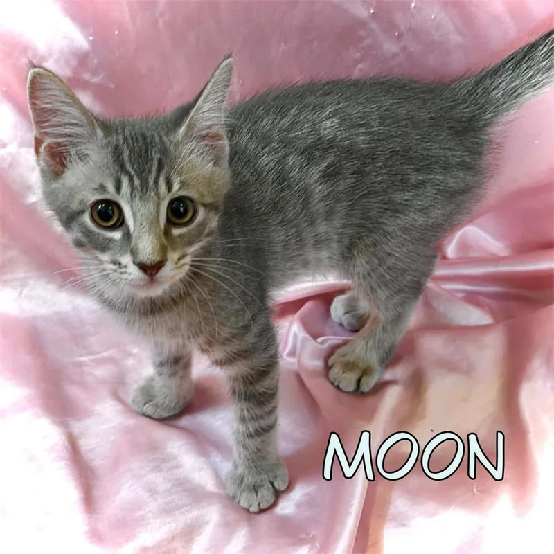 A baby small-sized male Blue Point Domestic Short Hair cat named Moon for adoption in tucson, AZ