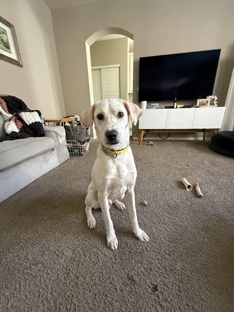 Pistachio thumbnail 3