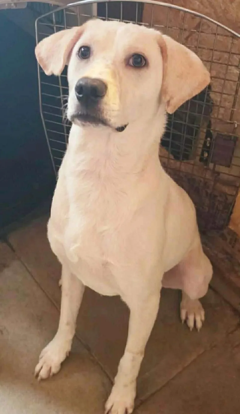 Pistachio thumbnail 4