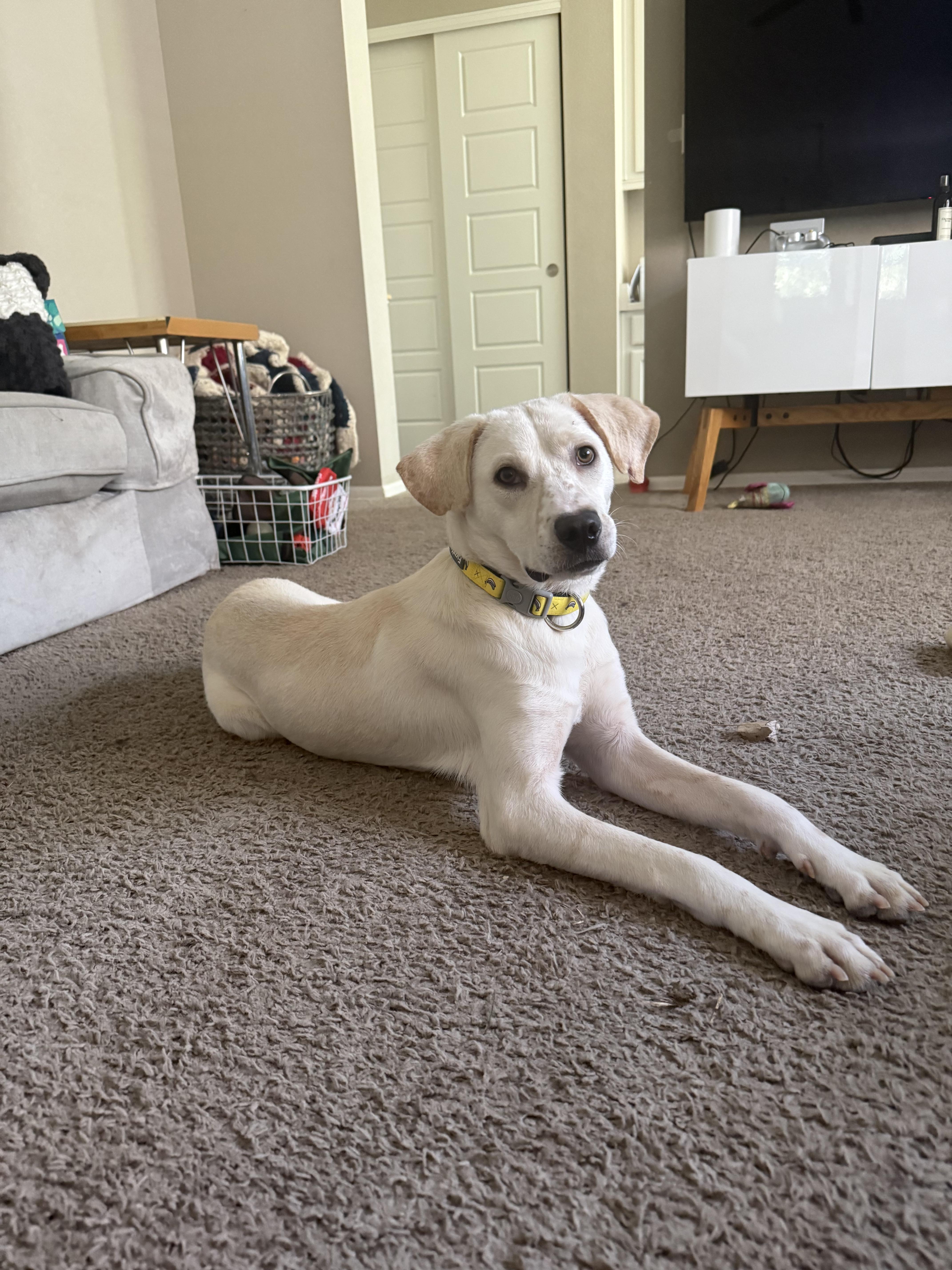 Pistachio thumbnail 5