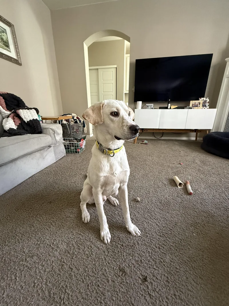 Pistachio thumbnail 6