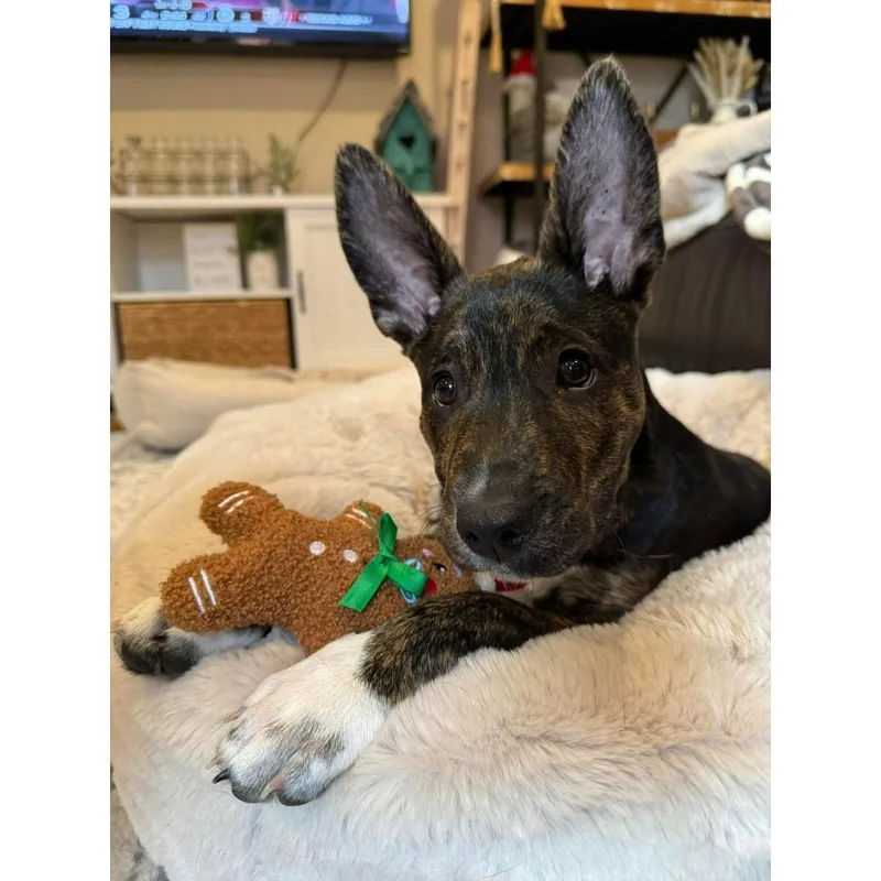 A young medium-sized female Black German Shepherd Dog dog named Betty for adoption in Morgan Hill, CA