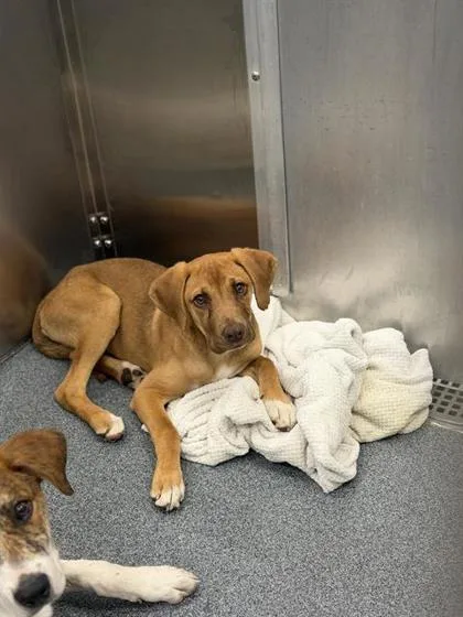 A baby large-sized female Labrador Retriever dog named Tina for adoption in Morton Grove, IL
