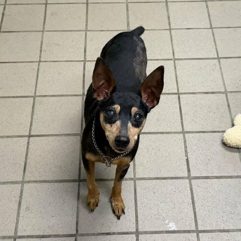 A senior small-sized male Black Miniature Pinscher dog named Jack for adoption in Erie, PA