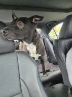 An adult large-sized male Mixed Breed dog named Milo Fka Patriot for adoption in West Chester, PA