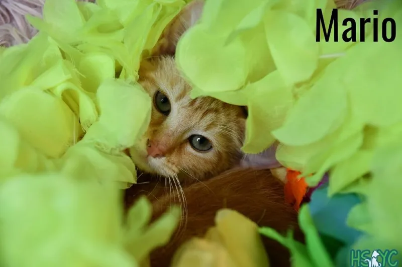 A baby medium-sized male Domestic Short Hair cat named Mario for adoption in Fort Mill, SC