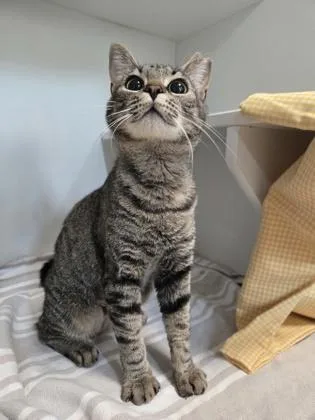 An adult small-sized female Domestic Short Hair cat named Zara for adoption in Savannah, GA