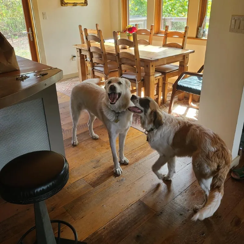 A baby large-sized female Great Pyrenees dog named Shenandoah for adoption in Point Richmond, CA
