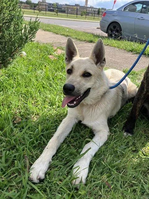 A young large-sized male Mixed Breed dog named Tiny for adoption in Dallas, TX