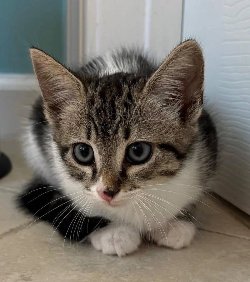 A baby medium-sized male Domestic Short Hair cat named Kaiserschmarrn for adoption in Evans, GA