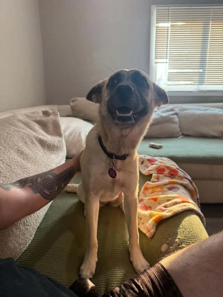 A baby small-sized female German Shepherd Dog dog named Reba for adoption in Amherst, NY
