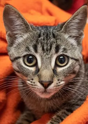 A baby small-sized female Domestic Short Hair cat named Spoopy for adoption in West Chester, PA