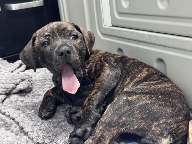 A baby small-sized female Pit Bull Terrier dog named Dolly for adoption in Troy, MI