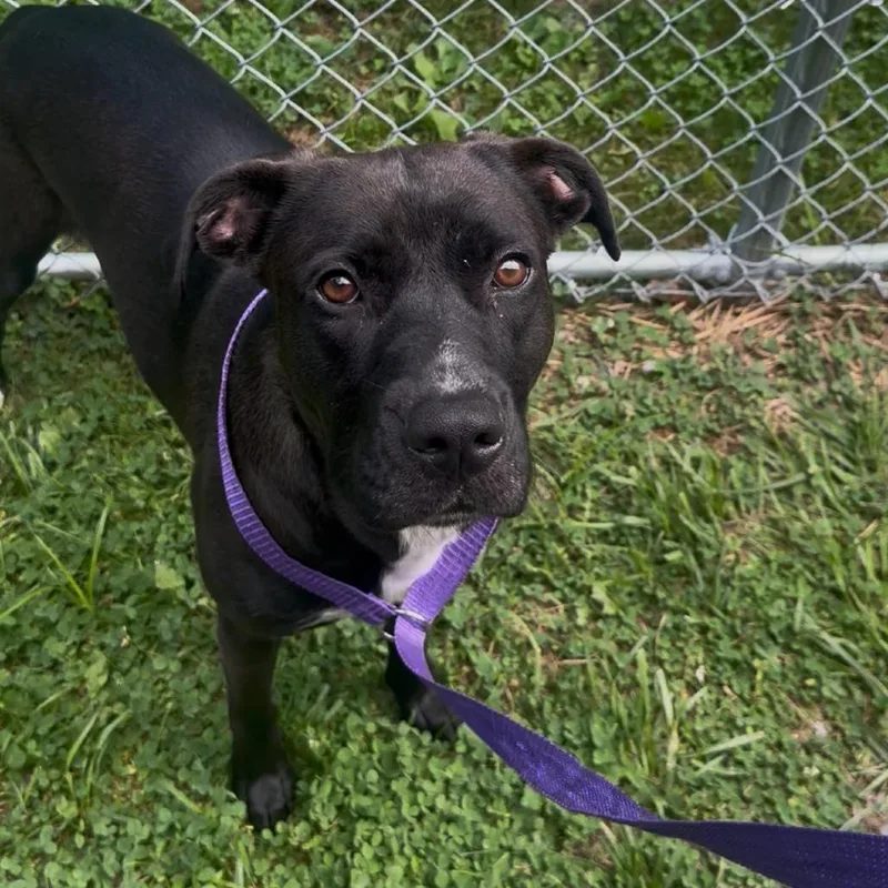 An adult medium-sized female Black Labrador Retriever dog named Shadow for adoption in Fairmont, WV
