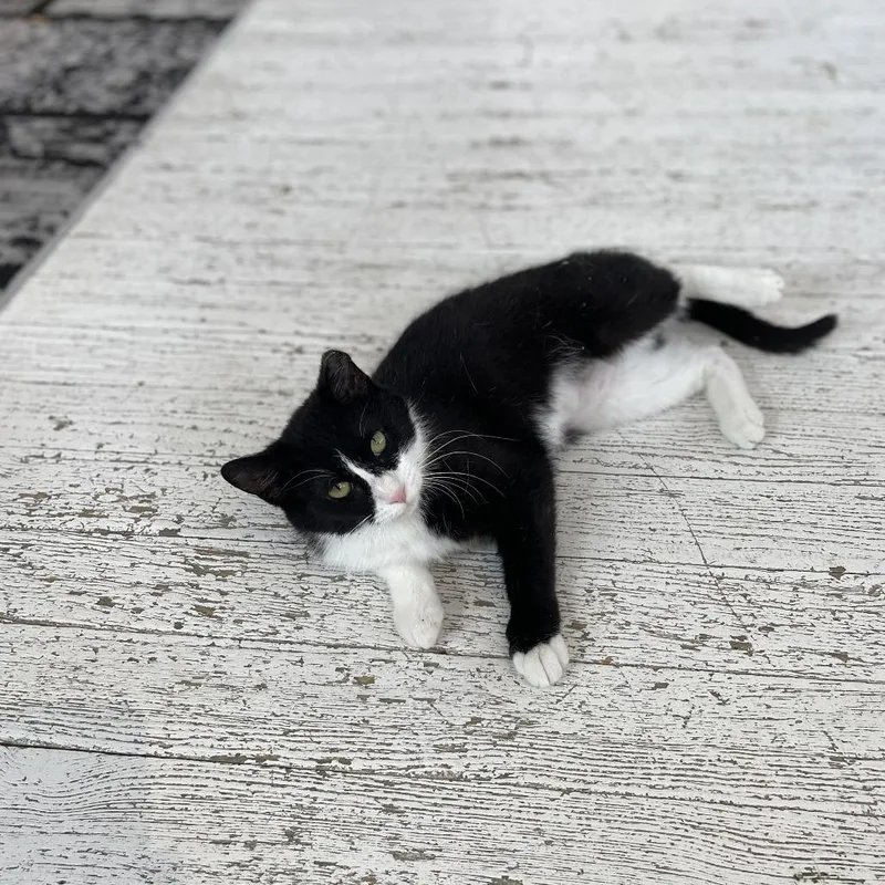 Francine thumbnail 3