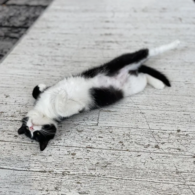 Francine thumbnail 4