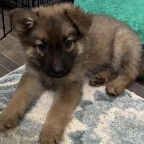A baby small-sized female Brown / Chocolate Shepherd dog named Patti for adoption in Briarcliff Manor, NY