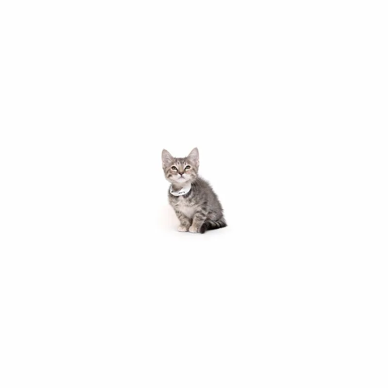 A baby small-sized female Gray / Blue / Silver Domestic Short Hair cat named Sky for adoption in Playa Vista, CA
