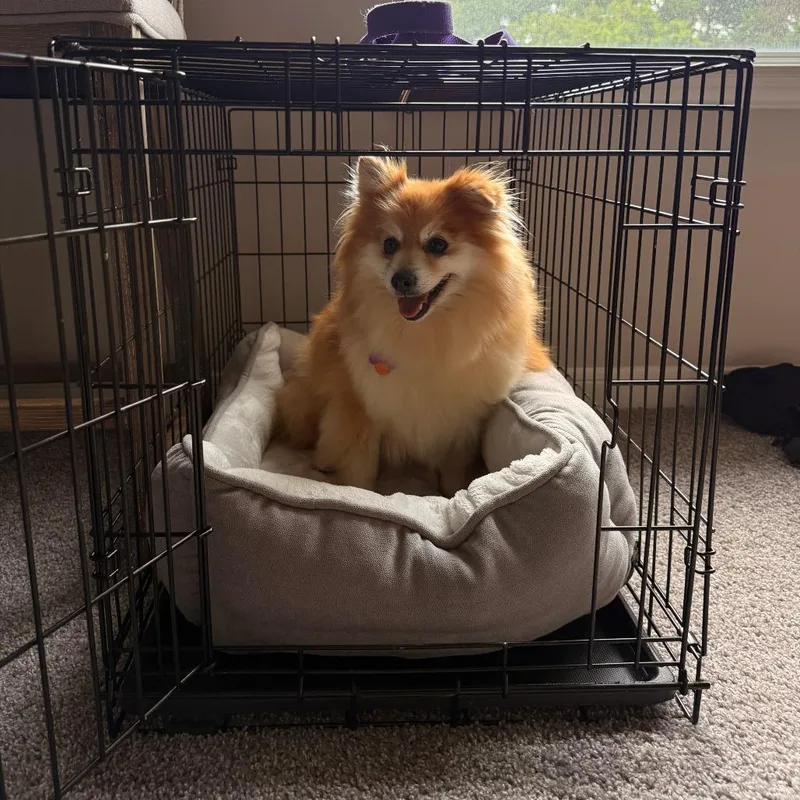 An adult small-sized female Brown / Chocolate Pomeranian dog named Peaches for adoption in Bessemer, AL