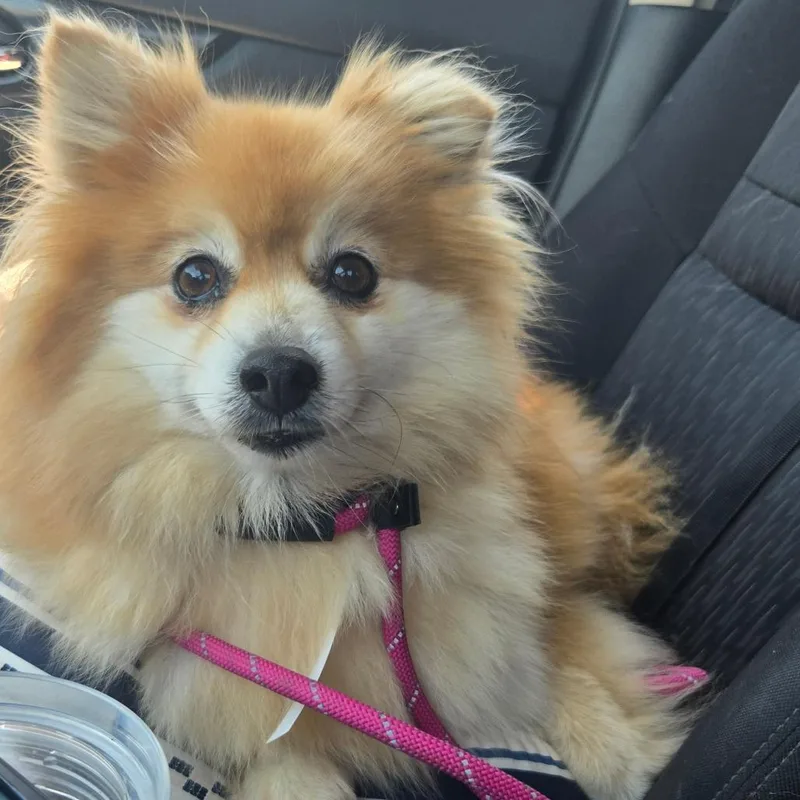 Peaches thumbnail 2