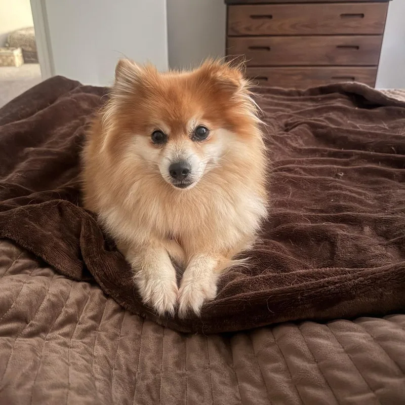 Peaches thumbnail 3